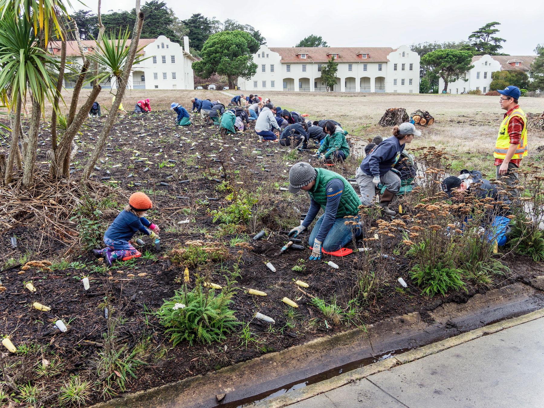 Volunteers plant native plants at the Fort Scott parade ground in the Presidio.