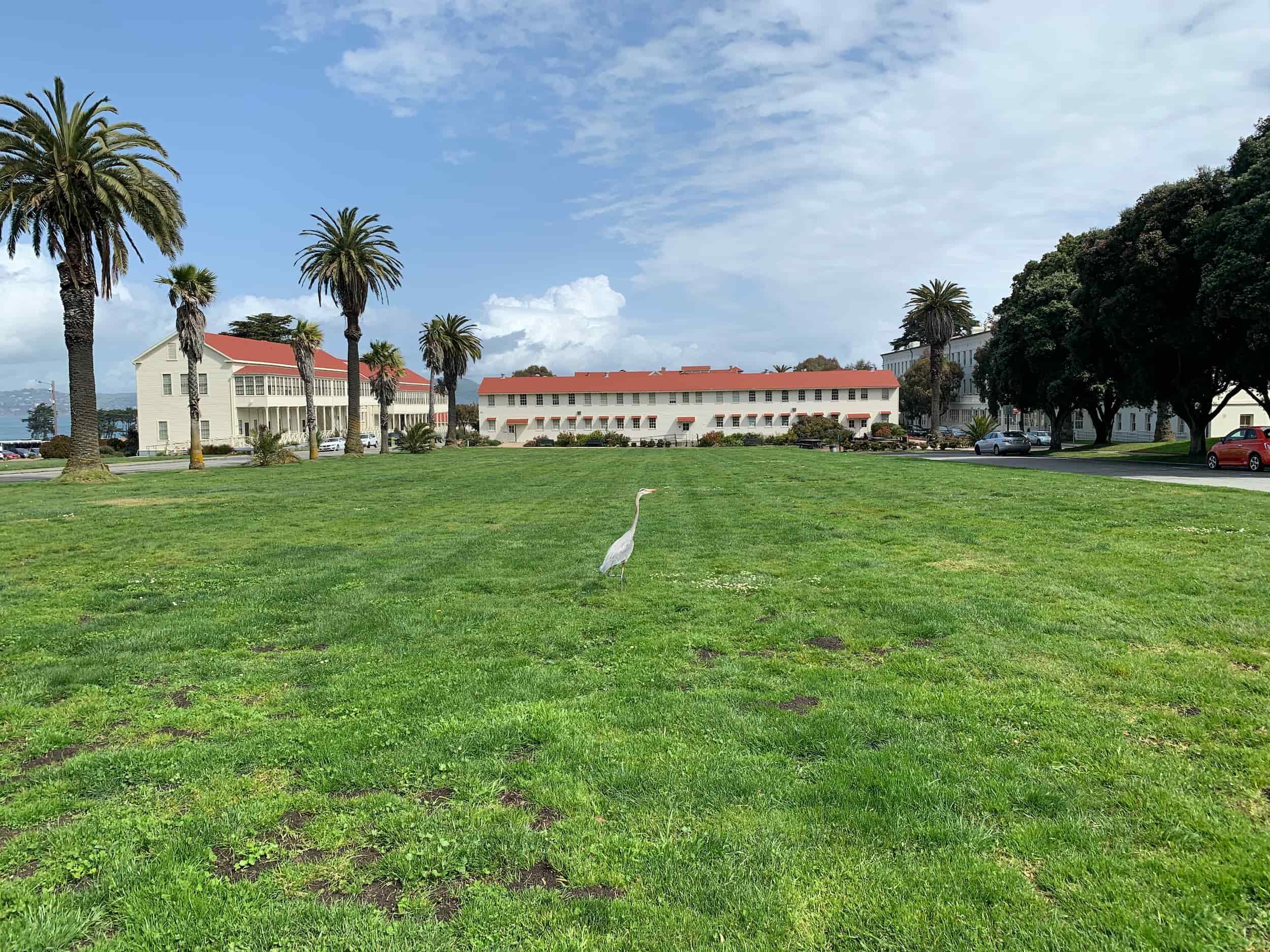 The large lawn at the Civil War Parade Ground in the Presidio, with a Blue Heron.