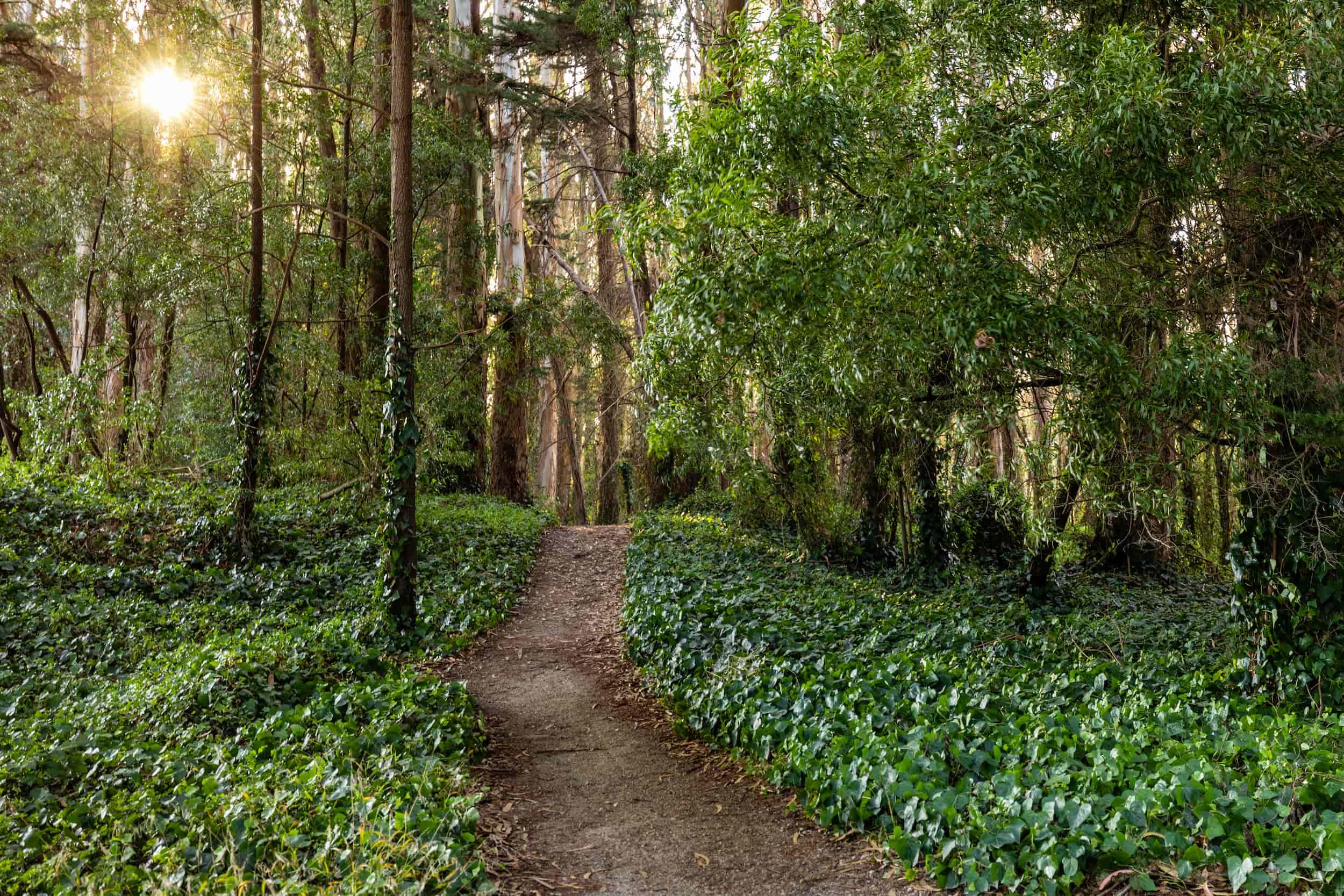 The trail passes through the Presidio’s forest. Photo by Charity Vargas.