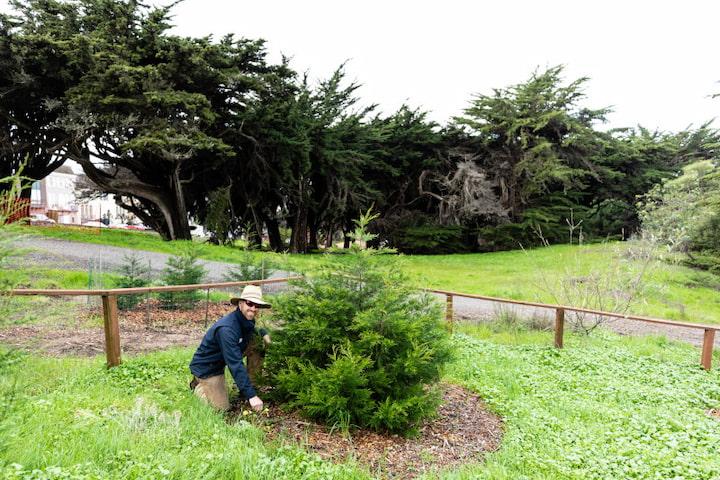 A tree worker nurtures a young tree at West Pacific Grove in the Presidio near Presidio Wall Playground.