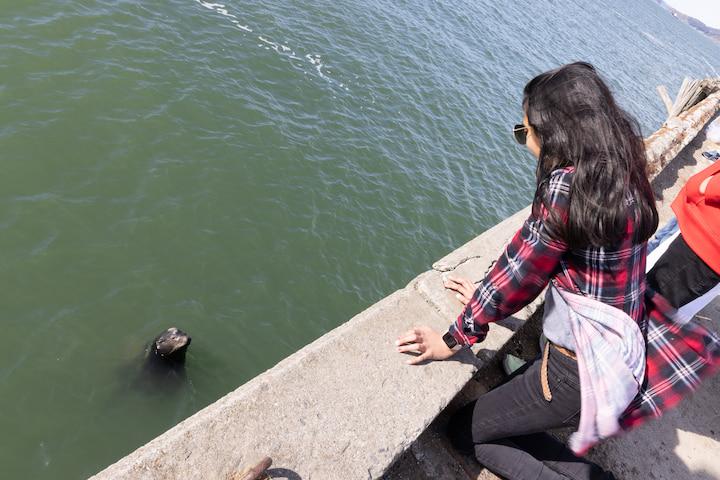 A woman looking at a sea lion at Torpedo Wharf.