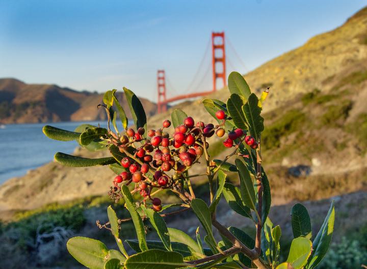 Native Toyon shrub with red berries at Baker Beach with the Golden Gate Bridge.
