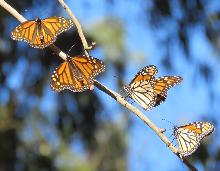 Four Monarch butterflies on a branch.