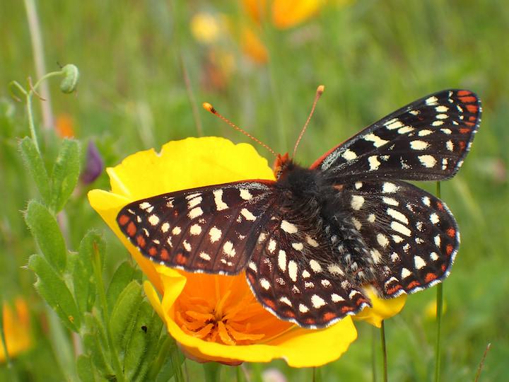 Checkerspot butterfly on a poppy.