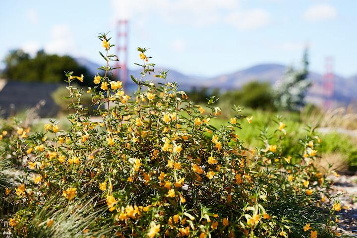 Yellow plants at Battery Bluff with Golden Gate views in the background. Photo by Rachel Styer.