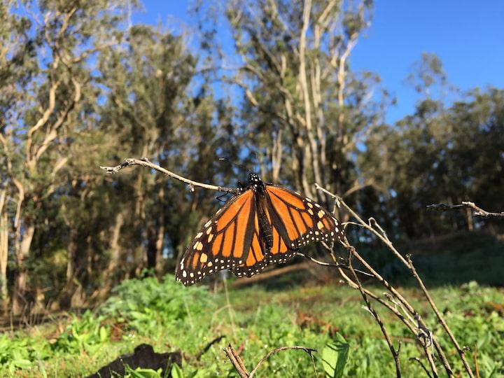A monarch butterfly in a eucalyptus tree at Rob Hill Campground.