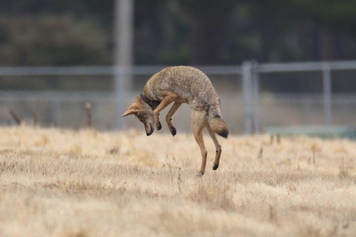 Coyote hunting a rodent.