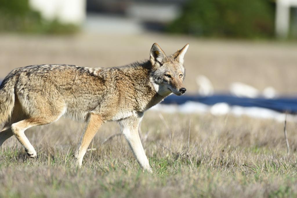 Adult coyote walking in the Presidio. Photo by Soichi Furuya.