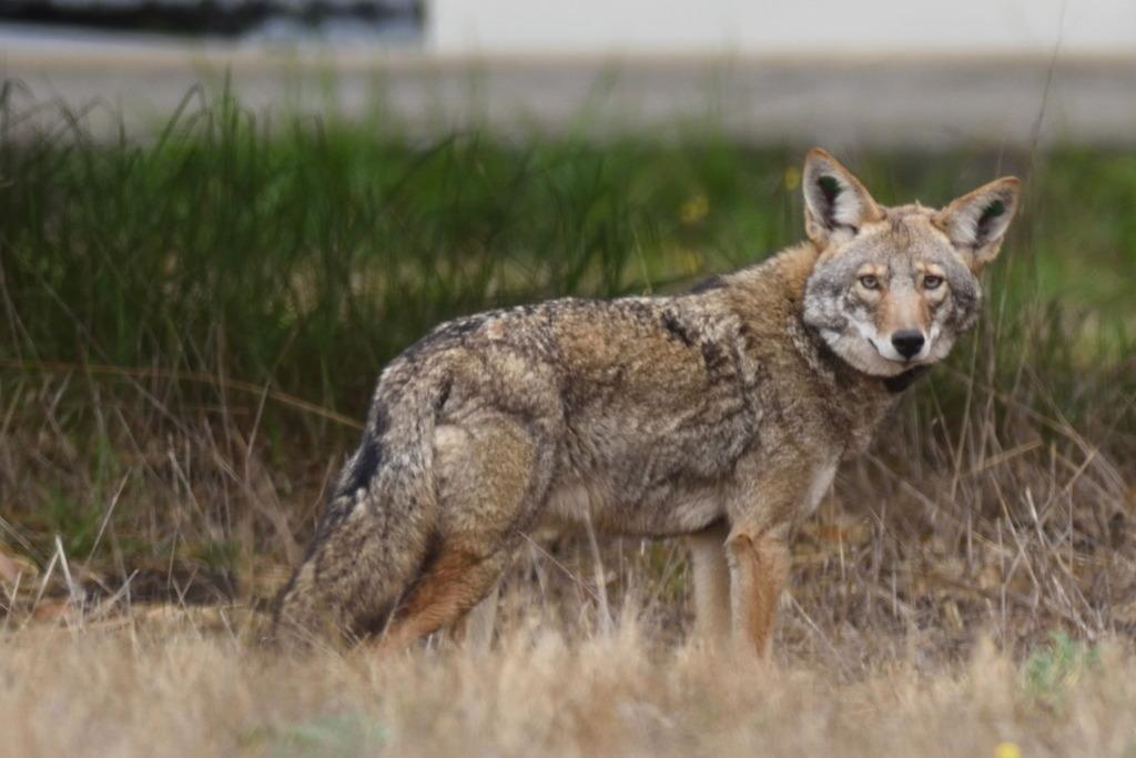 Alert coyote in the Presidio. Photo by Soichi Furuya.