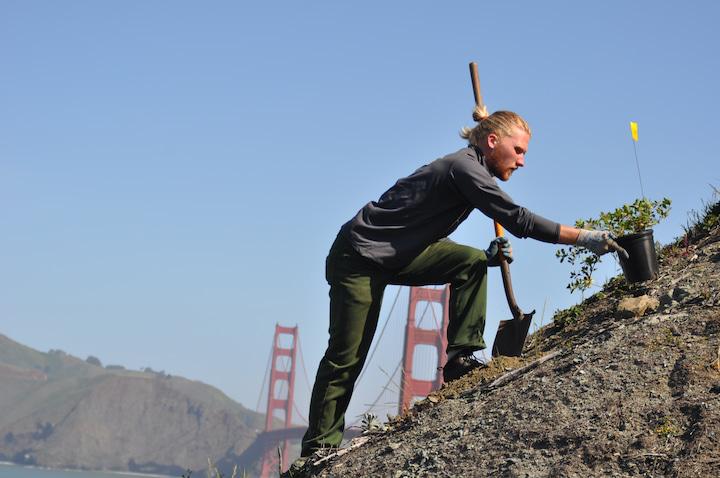 Man planting a Franciscan manzanita on the coastal bluffs with the Golden Gate Bridge in the background.
