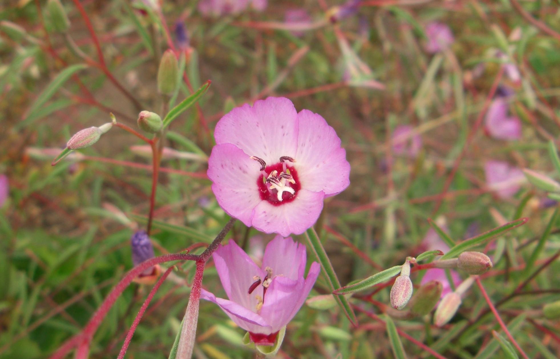 Pink clarkia flower in the Presidio.