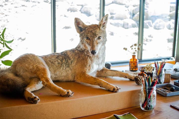 A coyote on display at the Field Station. Photo by Russell Bombon.