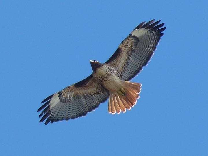 Red-tailed Hawk in the sky.