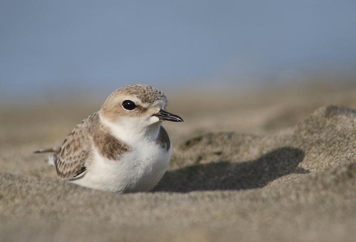 Snowy Plover on the sand at Crissy Field. Photo by Jonah Benningfield.