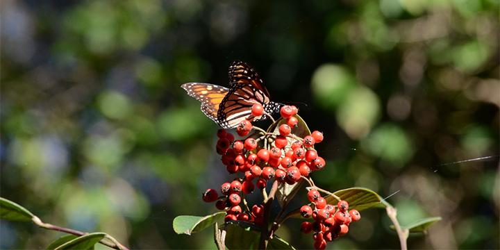 NATURE: Monarch Butterflies at the Presidio