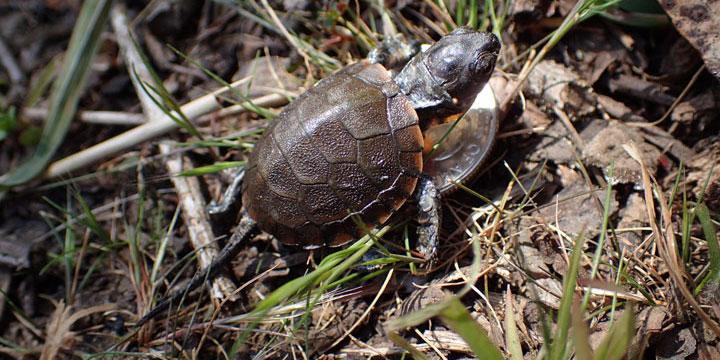Baby Western Pond Turtle in habitat