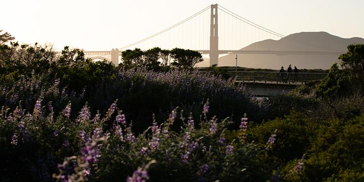 Presidio flowers and Golden Gate Bridge view