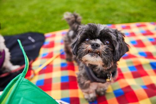 Small dog standing on blanket