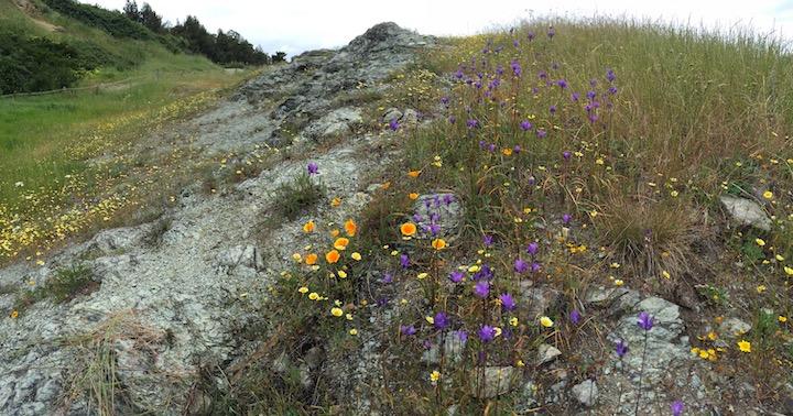 Colorful native plants below Inspiration Point.