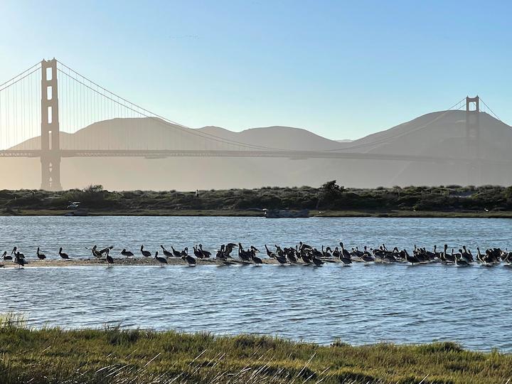 Birds at Crissy Marsh with the Golden Gate Bridge in the background.