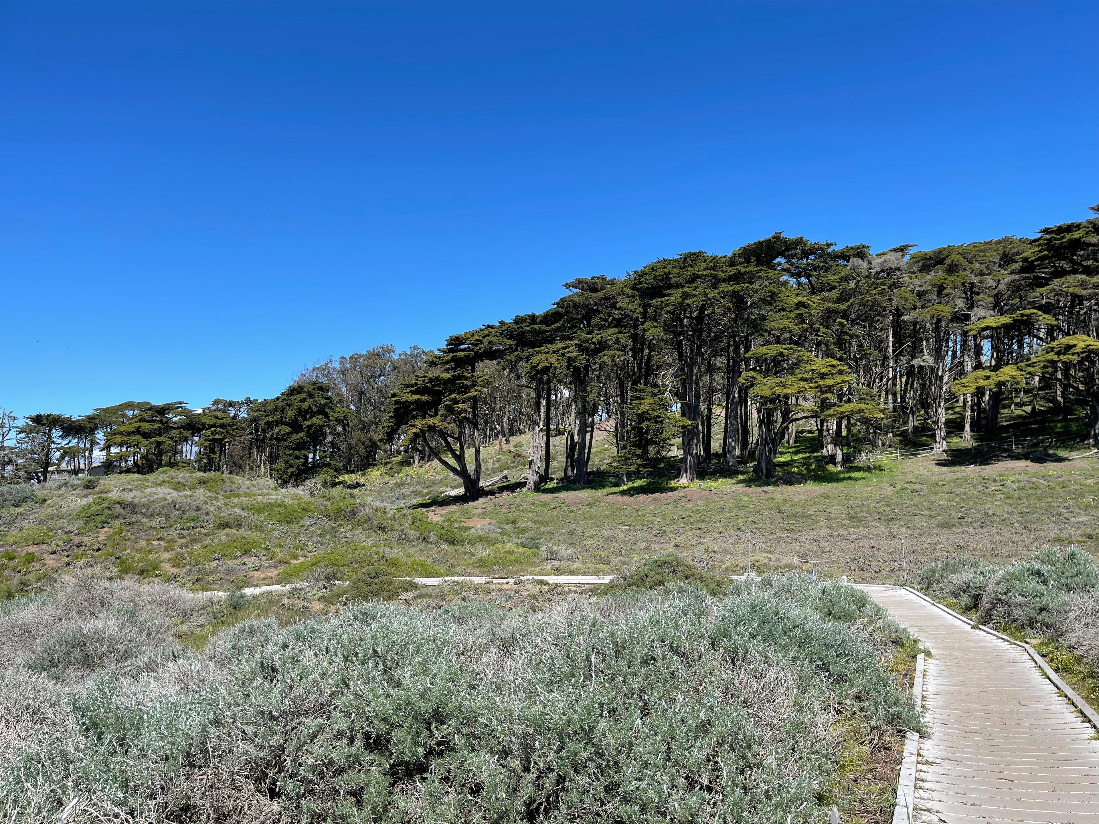The boardwalk trail running through the native dune landscape on Lobos Creek Valley Trail.