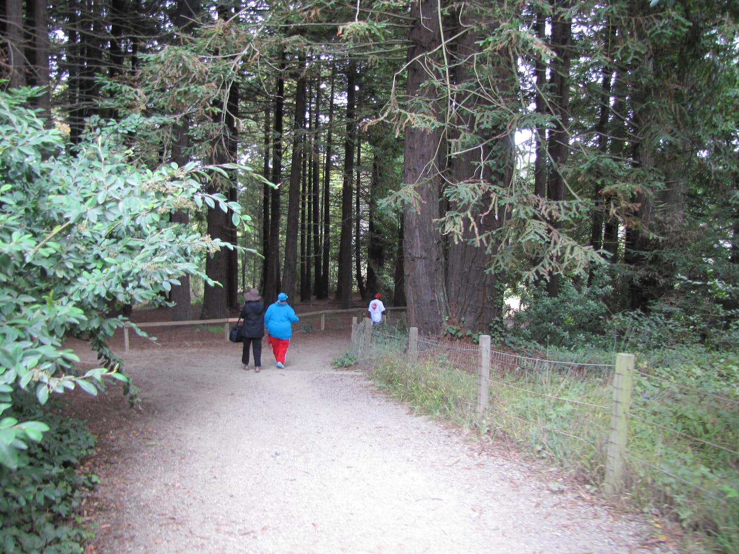 Two people walking through the Redwoods on the Ecology Trail.