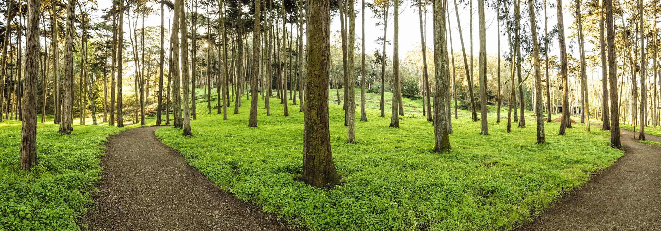 A trail runs through the Presidio forest. Photo by Charity Vargas.