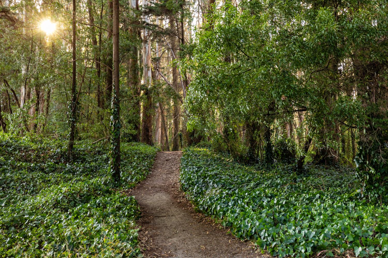 Park Trail winding through a eucalyptus forest.