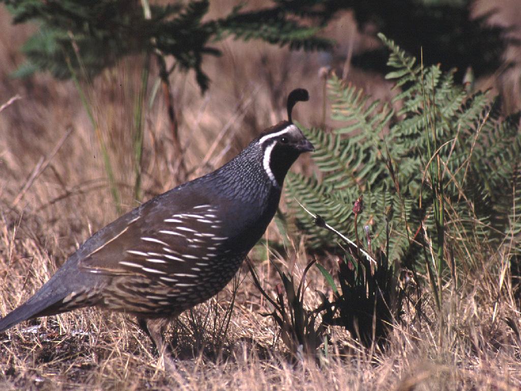 male quail in a field