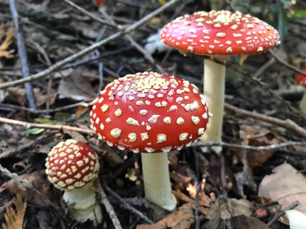 fly agaric in the Presidio. 3 red mushrooms with little white specks on the mushroom cap.