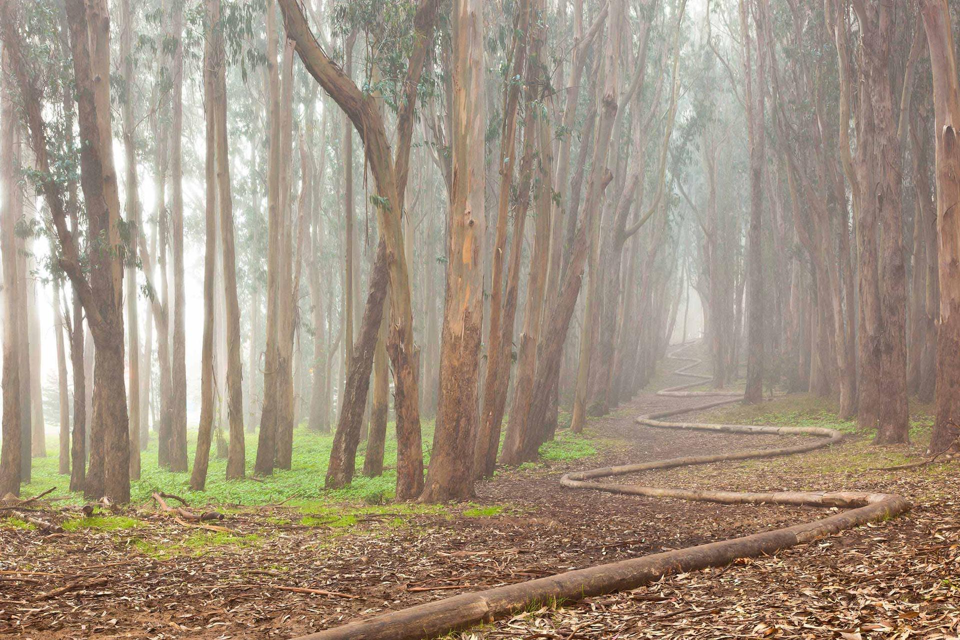 Andy Goldsworthy’s Wood Line | Andy Goldsworthy Presidio | The Presidio ...